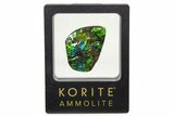Iridescent Ammolite (Fossil Ammonite Shell) - Greens & Blues #336292-1